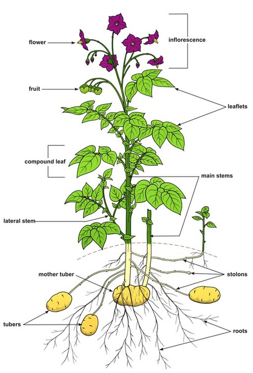 बटाटा लागवड (Potato Cultivation) - Diagram depicting the morphology of the potato plant. Note the formation of tubers from stolons.