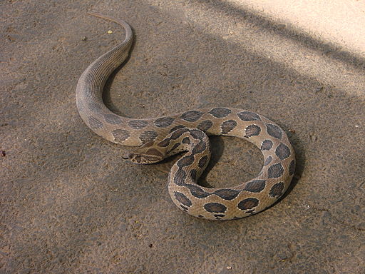 घोणस (Russell's Viper) on road