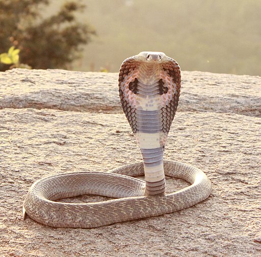 भारतीय नाग The Indian Cobra, here photographed at Hoskote, Karnataka, is one of the most dangerous snakes in all of Asia.