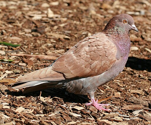 कबूतर -  A red Rock Pigeon (columba livia) in Victoria Park, Sydney.