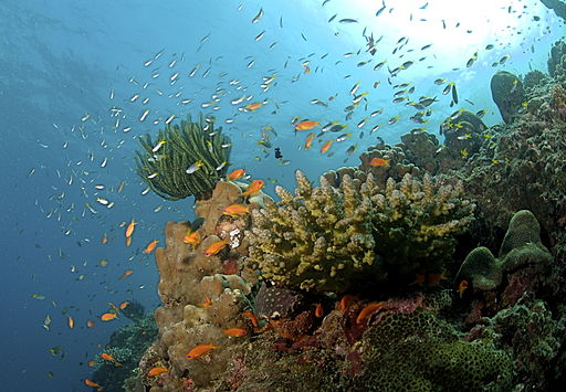 The Coral Reef at the अंदमान आणि निकोबार