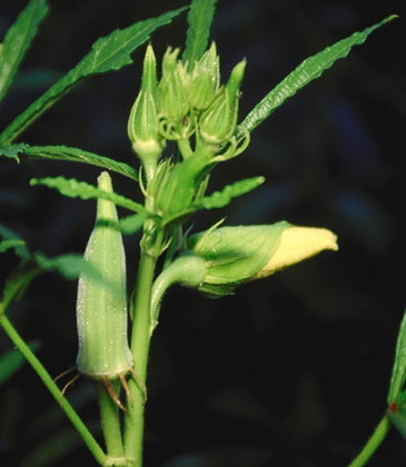 भेंडी लागवड (Okra Cultivation)