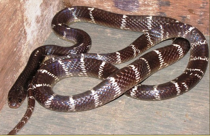 मण्यार (Common Krait) in house