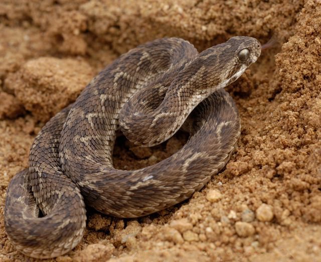 फुरसे Echis carinatus , Bannerghatta, India