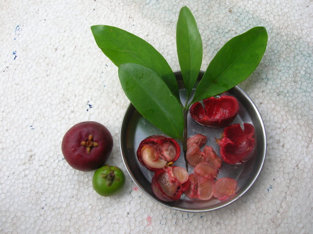 कोकम लागवड (Kokum / Garcinia indica)