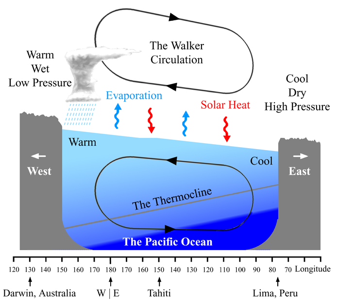 The West Pacific is typically warmer than the East Pacific. The warmer waters lead to more cloudiness, rainfall, and low air pressure over the West Pacific. The buildup of warm waters towards the west also leads to a thicker layer of warm ocean water that lowers the depth of the thermocline.