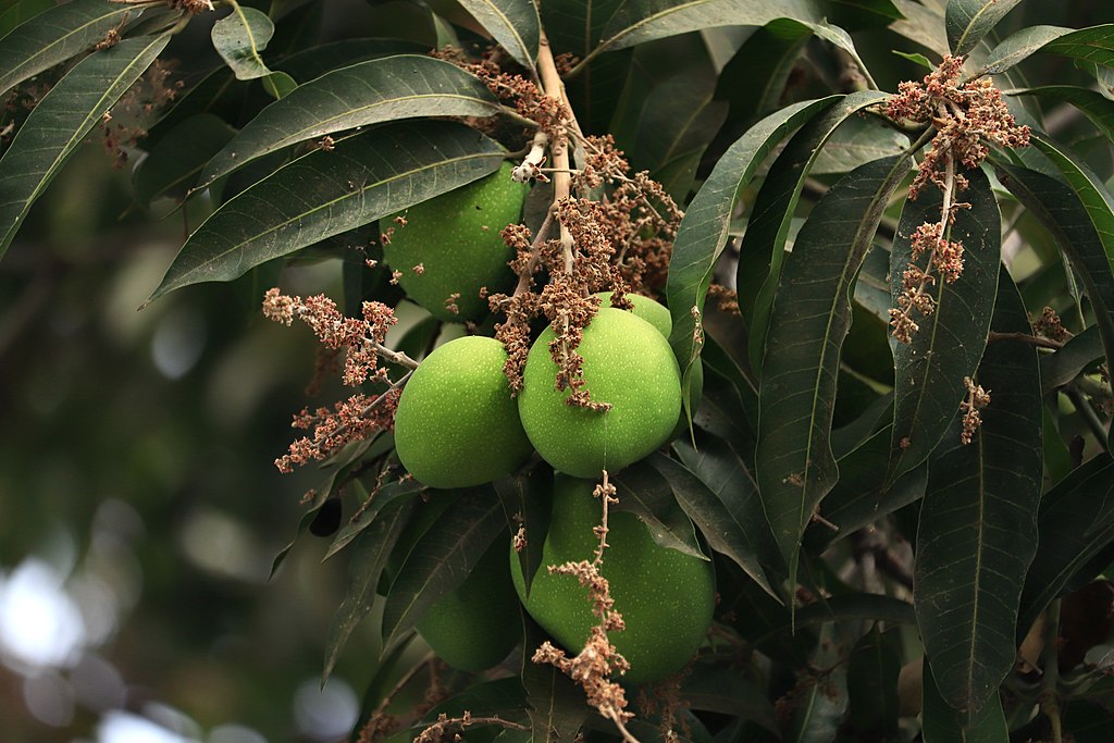 आंबा लागवड (Mango Plantation)