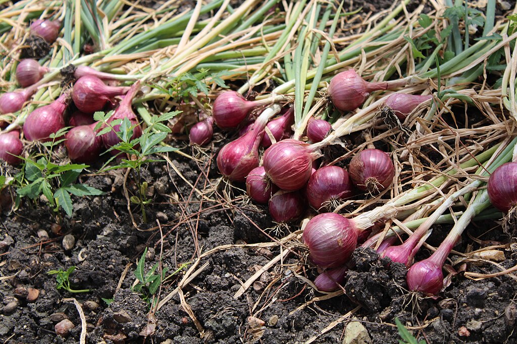 कांदा लागवड (Onion Cultivation)