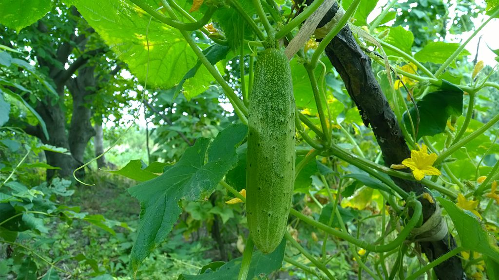 काकडी लागवड (Cucumber Cultivation)