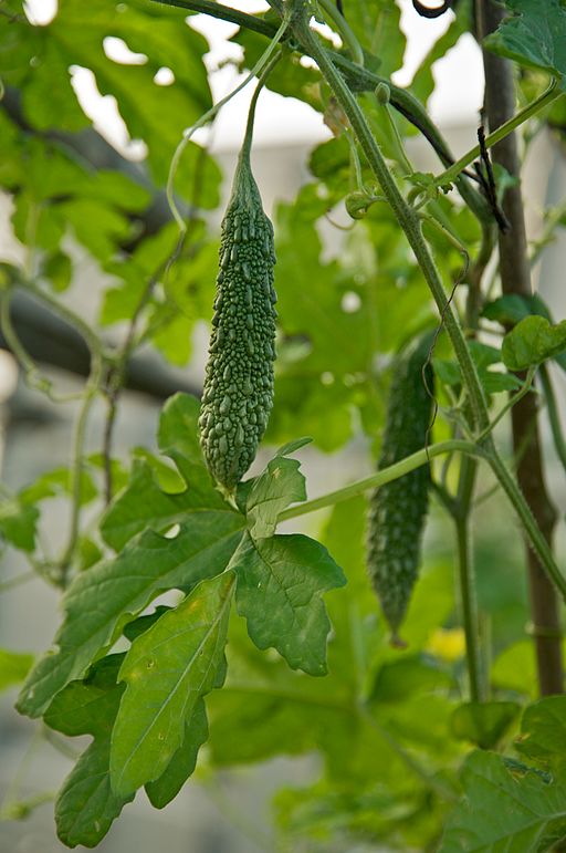 कारले लागवड (Bitter Gourd Cultivation)