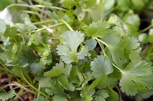 कोथिंबीर लागवड (Coriander Cultivation)