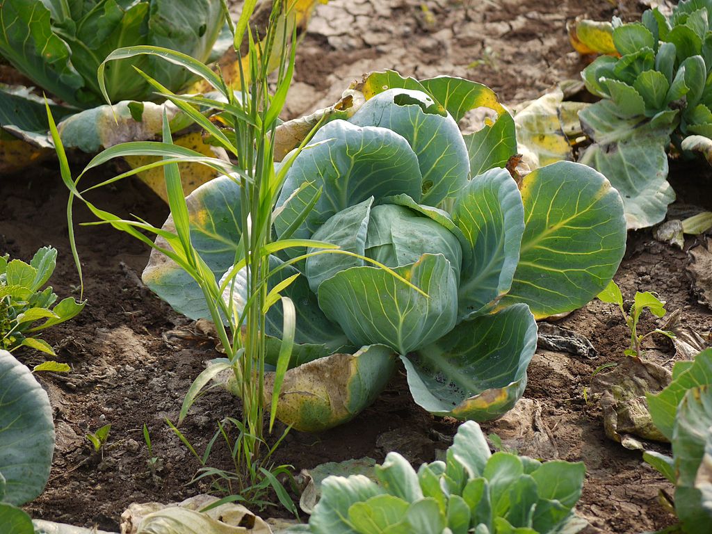 कोबी लागवड (Cabbage Cultivation)