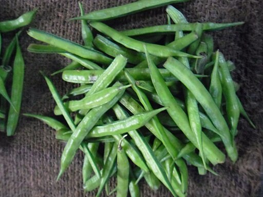 गवार लागवड (Cluster Bean Cultivation)