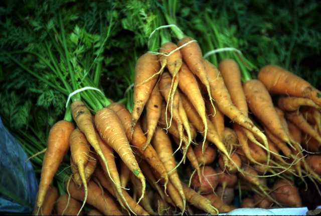 गाजर लागवड (Carrot Cultivation)