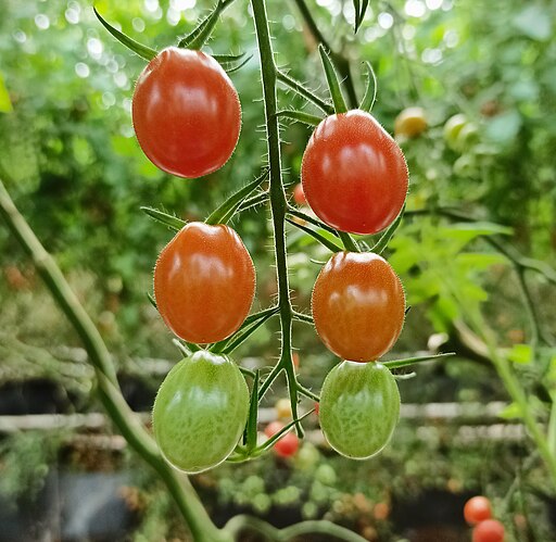 टोमॅटो लागवड (Tomato Cultivation)