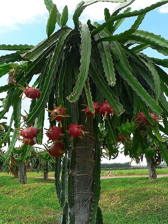 ड्रॅगन फ्रुट लागवड (Dragon Fruit)