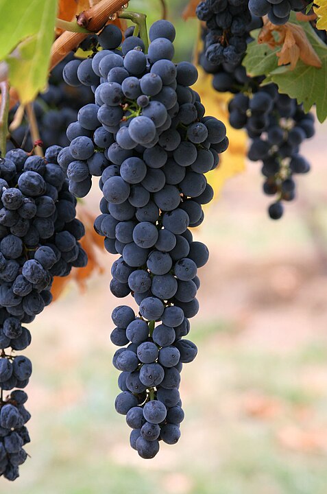 द्राक्ष लागवड (Grapes Cultivation)