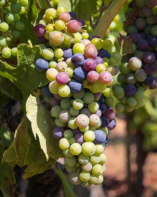 द्राक्ष लागवड (Grapes Plantation)