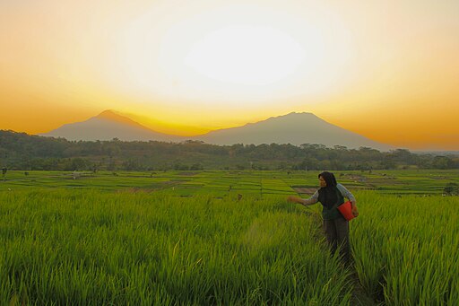 नत्र खत (Nitrogen Fertilizers)