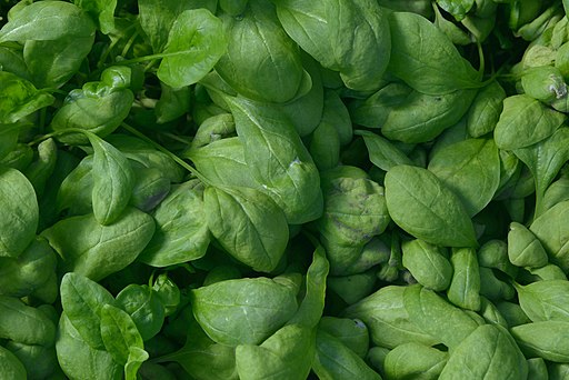 पालक लागवड (Spinach Cultivation)