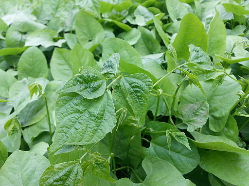 पावटा लागवड (Field Beans)