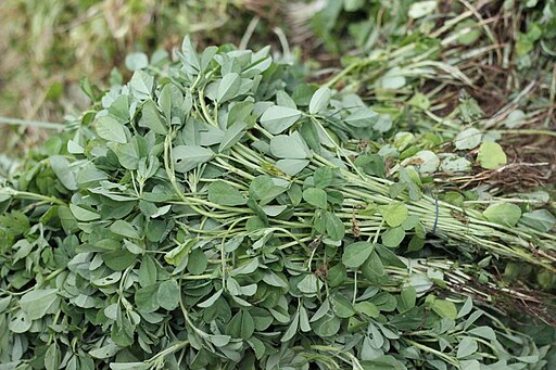 मेथी लागवड (Fenugreek Cultivation)