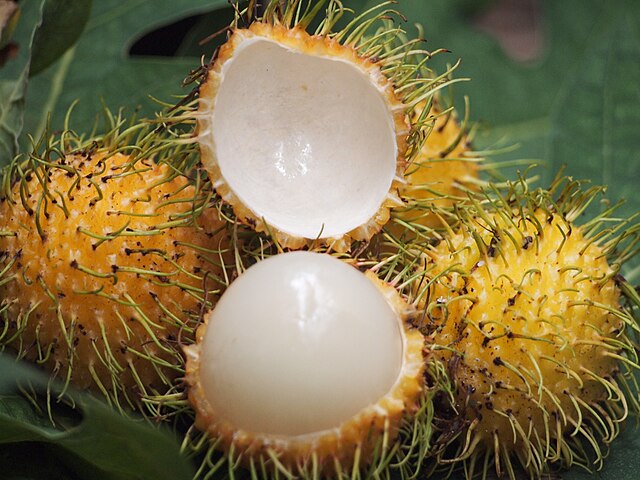 रामबुटान लागवड (Rambutan Cultivation)