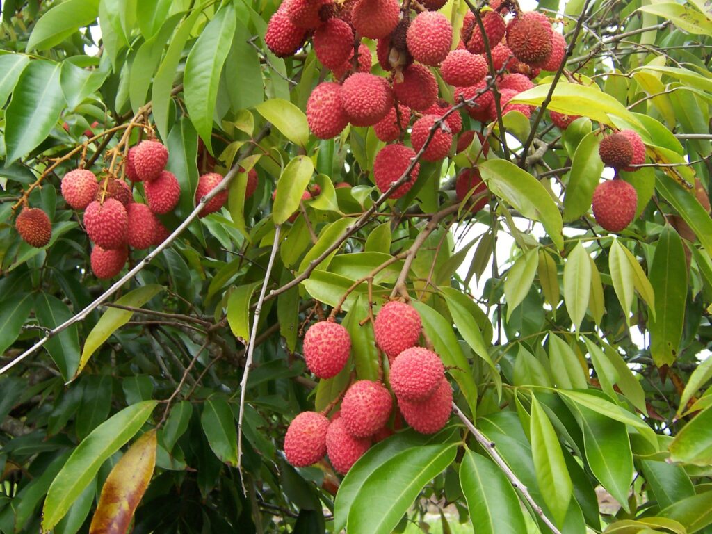 लीची लागवड (Lychee  Litchi Cultivation)