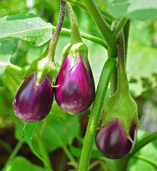 वांगी लागवड (Brinjal Cultivation)