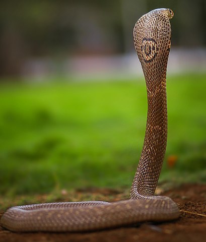 monocled cobra (Naja kaouthia) in wild