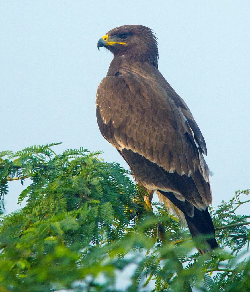 Indian Spotted Eagle near Nalsarovar Bird Sanctuary.