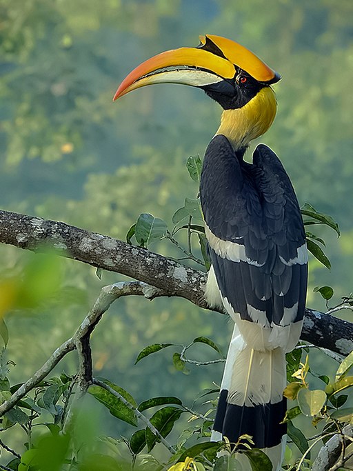 Male Great Hornbill seating on tree branch